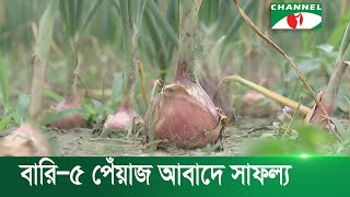 পাবনায় গ্রীষ্মকালীন বারি-৫ পেঁয়াজ আবাদে সাফল্য | Channel i News