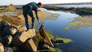 Sorprendidos con 50 kg de anguilas pescadas ilegalmente en parajes naturales