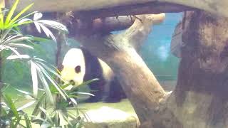 鏟屎官姐姐採青團檢驗 / 可愛圓仔萌吃筍 - 2018.08.09  15:58:15  The Giant Panda Yuan Zai