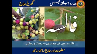 فالسہ کے فائدے|Falsa Benefits |Hamdard Health Tips| Healthy life|Gastric| Falsa Juice