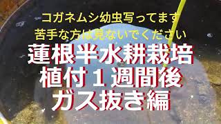 ※虫写り込んでます、苦手な方は見ないでください。蓮の半水耕栽培開始1週間後（ガス抜き）