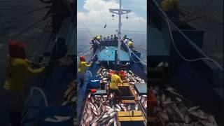 Ternate- Maluku Utara Mancing Cakalang #mancingikan#mancingmania#mancingliar