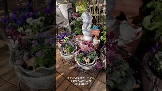 【HD動画】2025年1月15日  冬の花が咲いています。 #flowers #garden #癒し#自然 #naturelovers #薔薇は美しく散る #ばらの花 #rosegarden