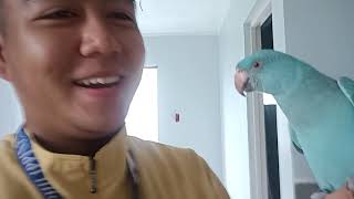 Tips/Guide/How to certified Free flight your parrot? Also to train it to Urban Free Flight