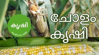 ചോളം കൃഷി തുടങ്ങി വയ്ക്കുന്നു,കൂടെ പോപ്പ്കോണ്‍ ഉണ്ടാക്കലും - homemade popcorn recipes