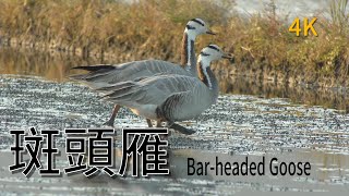 班頭雁4K | Bar-headed Goose