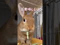 うさぎ専門店の牧草 うさぎ rabbit ネザーランドドワーフ netherlanddwarf ラビットルル うさぎ専門店 新しい 牧草 チモシー パリパリ ひまわり