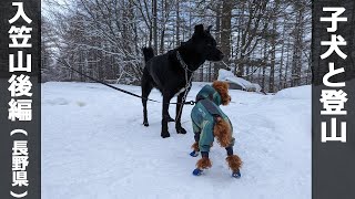 子犬と登山「入笠山」後編【トイプードル】