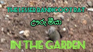 The Lesser Bandicoot Rat (Bandicota bengalensis) ඌරු මීයා in my garden.