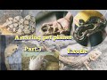 amazing pet planet part:-3 | snakes & mungus exotic | allwyn bird's aviary |