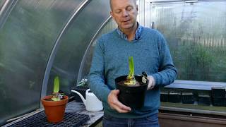 Amaryllis verzorging, oppotten, watergeven en standplaats