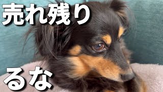 売れ残りの犬　るな／誰も買わない[チワックスるなときなこ]