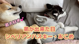 ハスキーの赤ちゃんが我が家にやってきた！