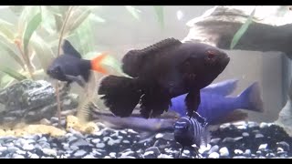 Can Oscars live with African Cichlids? Aggresive tank mates Part 1