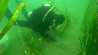 Restoring  Our Eelgrass