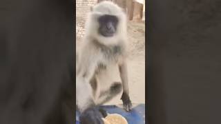 Funny monkey ๐ #monkey #funny #animals #greenscreen #shortvideo
