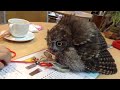 フクロウのクウちゃん、威嚇？ a screech owl being scared of an owl puppet.