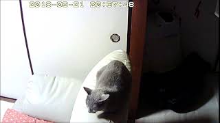 ロシアンブルーのロシ子の咳。－2018.9.21 PM8時半－