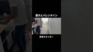 愛犬とバレンタイン。手作りクッキー。#shorts