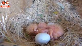 Black Mask Love Birds 3rd Breed Season 2018 Video Urdu/Hindi