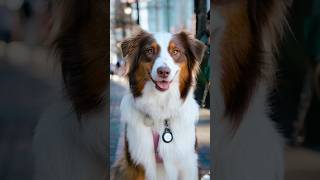 This dog is worth a Millie 🎵 #dogphotography #streetportraits #bordercollie