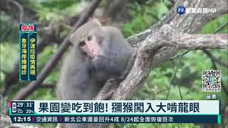 上百獼猴入侵 龍眼被啃光果農心痛｜華視新聞 20210816