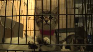 The Buzz: Adopt A Cat!
