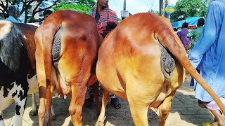 বগুড়া জেলার বিখ্যাত গরুর হাট থেকে গাভিন গরুর বাজার দেখুন | ২২ নভেম্বর ২০২৪ | ধাপের হাট | gorur hat