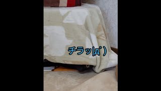 こたつに女を連れ込んでいて固まる猫(๑˙―˙๑)　#Shorts　#猫