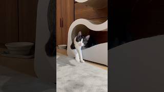 #cats 妹猫が兄猫を遊びに誘ったら… #kitten #ねこ動画