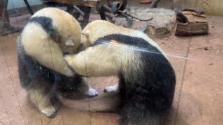 ママと遊ぶヒマリちゃん【‎2024年‎8月9日】【上野動物園】ミナミコアリクイ