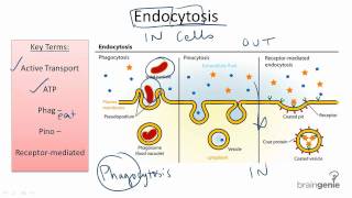 2.2.5 Endocytosis