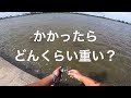 多摩川大釣行 稲田公園スモールマウスバス釣りリベンジ！【ばもフィッシング】