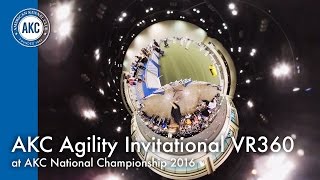 AKC Agility Invitational at AKC National Championship 2016 Orlando, FL