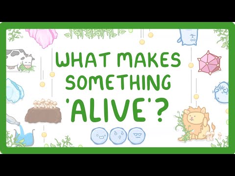What are 3 living organisms?