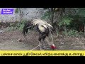 my farm update aseel பச்சை கால் பூதி சேவல் விற்பனைக்கு