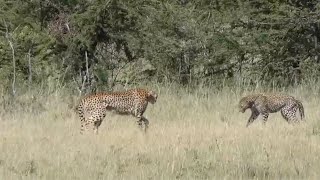 Cheetah confronts a leopard