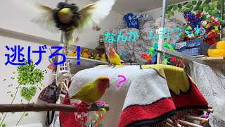 220210【花々　いろちゃんのキラキラが気にくわない】　小桜インコ　我が家の天使たち6羽