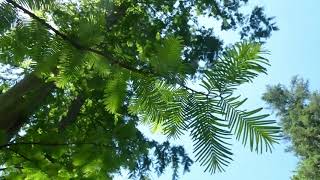 Besuch in der Sequoiafarm in Kaldenkirchen-Nettetal