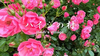 4K NON-STOP Walking in Heidi's Village, the longest rose corridor in Japan　