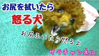 【お尻を拭いたら怒る犬】 トイプードルのサラ Dog who gets angry when he wipes his ass