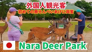 外国人観光客で賑わう奈良公園 奈良の鹿とふれあい笑顔 nara deer　【世界一平和な公園】