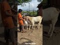 Zaahi Goat Farm Top Quality Patira Breeder Virar East near mumbai