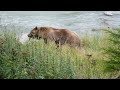 voyage alaska 2013 haines ours