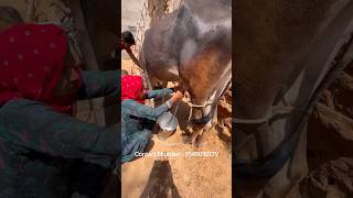 How Pure Desi Bilona Ghee Is Made In Village? | Indian Street Food #making #makingof #makingvideos