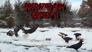 BALD EAGLES PREDATOR CAM EPISODE 3 CAMPARK T86