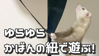 フェレットはカバンのひもに興味津々！