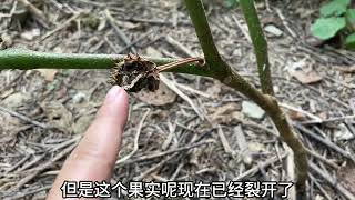 被称为蒙汗药的“曼陀罗”，其实是农村很常见植物，拍给大家看看