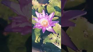 நான் ஆளான தாமரை #my #garden #flowers #waterlilly##youtube shortsfeed