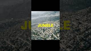New album JUNGLE out now
